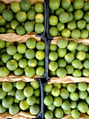 سورتینگ مکانیزه