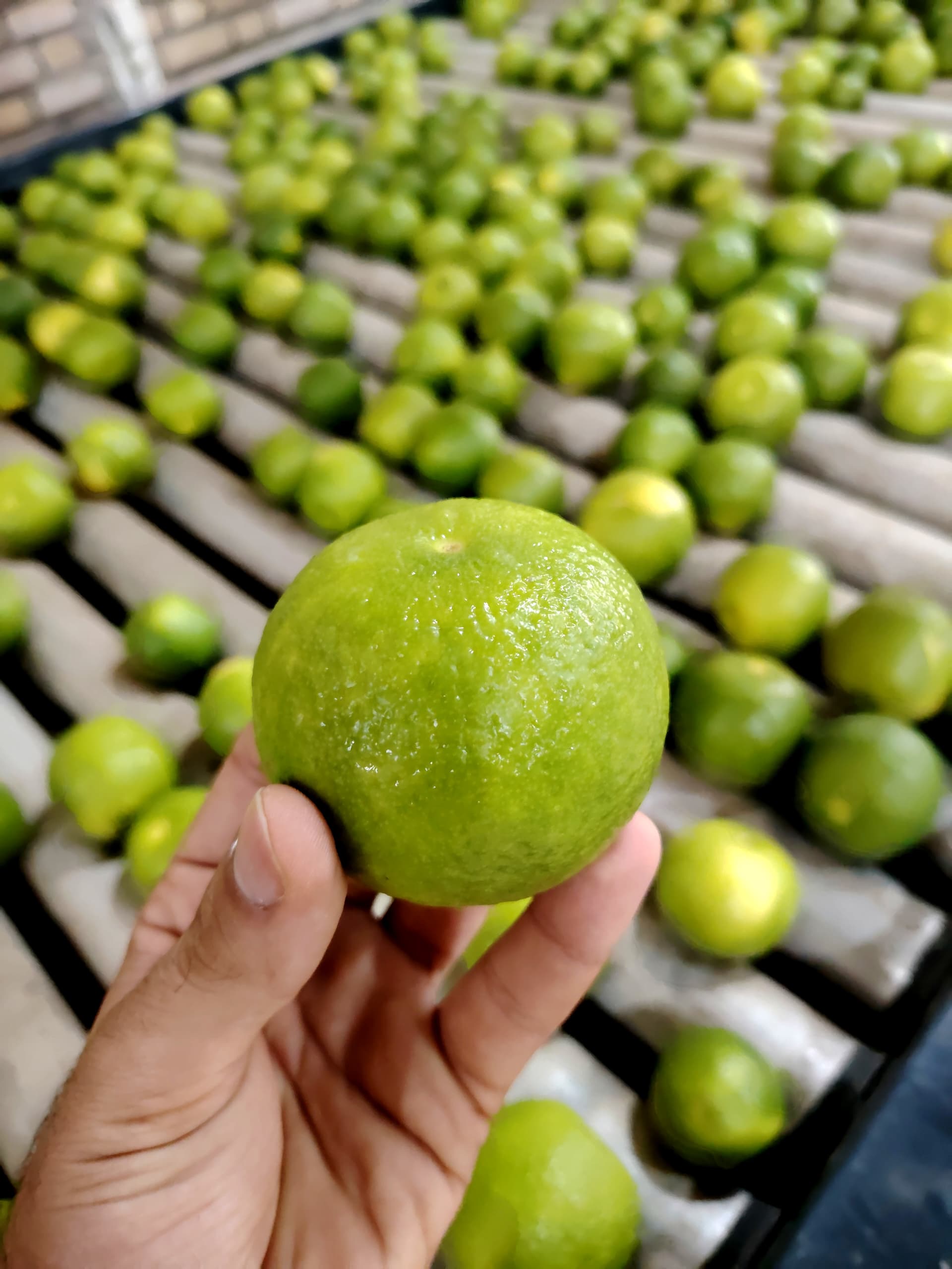 چرا سورتینگ و بسته‌بندی دزفروت در دزفول بهترین انتخاب است؟