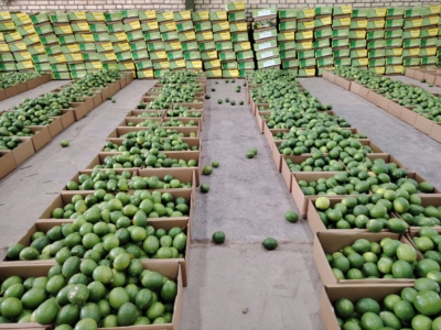 تخصص و تجربه